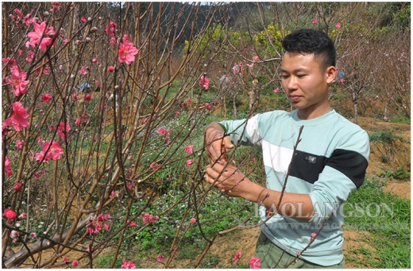 Thành phố Lạng Sơn: Sẵn sàng khai hội hoa đào