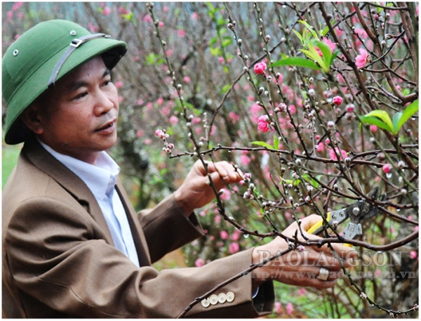 Cuộc thi vườn cây hoa đào đẹp: Góp phần nâng cao giá trị cây đào