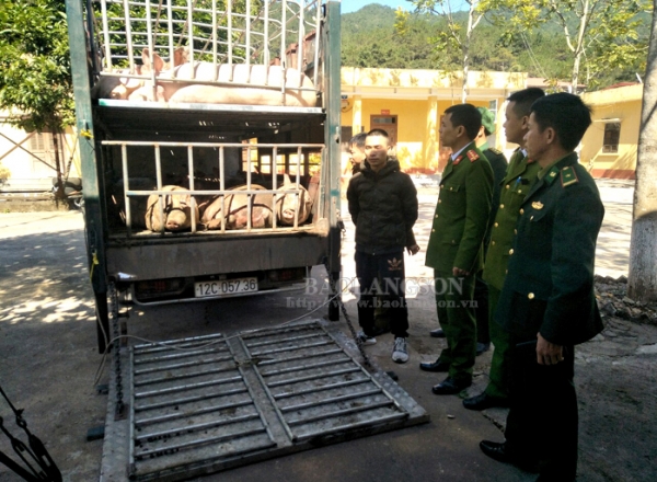 Bắt vụ vận chuyển trái phép 2,5 tấn lợn sang Trung Quốc