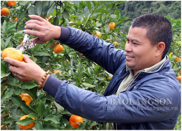 Bắc Sơn tập trung phát triển sản phẩm nông nghiệp chủ lực